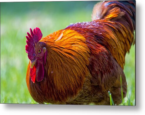 Rooster Metal Print featuring the photograph Gettin Clucky With It 6 by Bill and Linda Tiepelman