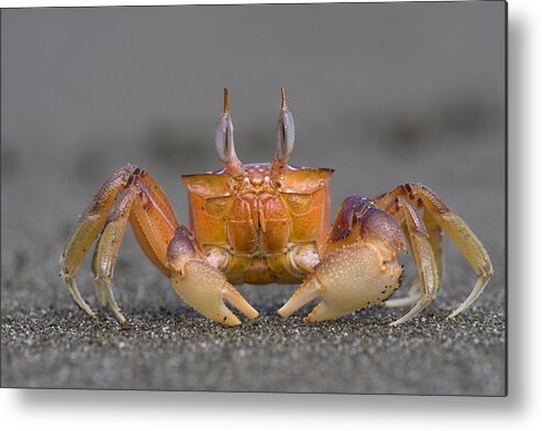 00298056 Metal Print featuring the photograph Ghost Crab Male Costa Rica by Piotr Naskrecki