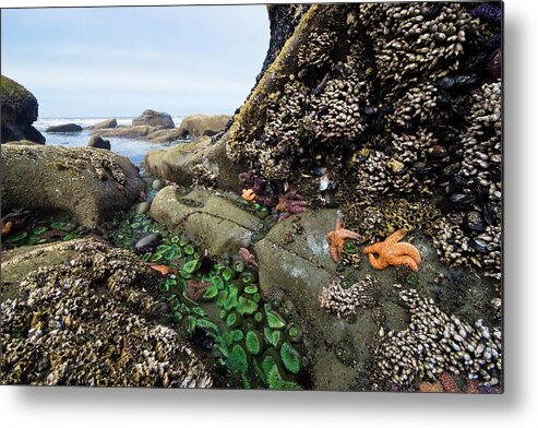 Mp Metal Print featuring the photograph Giant Green Sea Anemone Anthopleura by Konrad Wothe