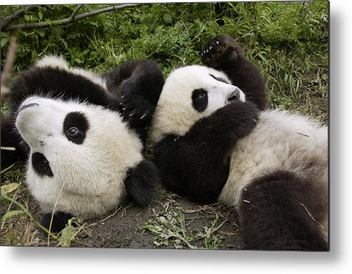 Mp Metal Print featuring the photograph Giant Panda Ailuropoda Melanoleuca Pair by Katherine Feng