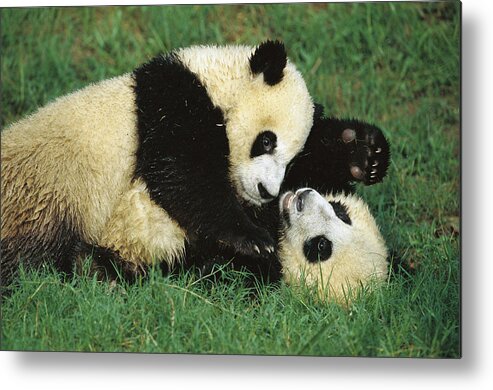 006201523 Metal Print featuring the photograph Giant Pandas Ailuropoda Melanoleuca Cubs by Cyril Ruoso