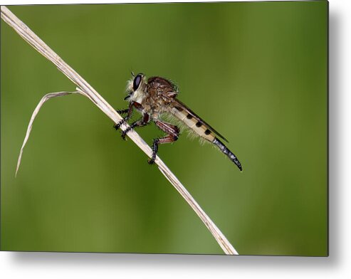 Nature Metal Print featuring the photograph Giant Robber Fly - Promachus hinei by Daniel Reed