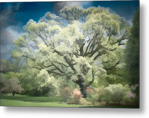 Infrared Metal Print featuring the photograph Giant White Oak Spring by Steve Zimic