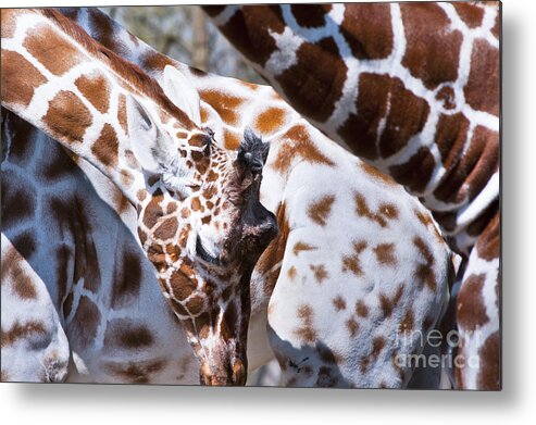 Africa Metal Print featuring the photograph Giraffe Abstract by Andrew Michael