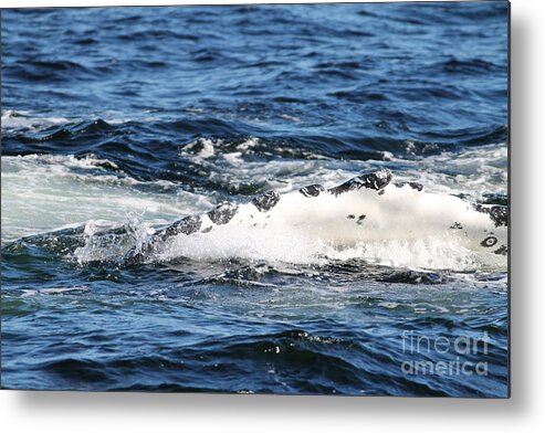 Hump Back Whale Metal Print featuring the photograph Giving some fin by Pamela Walrath