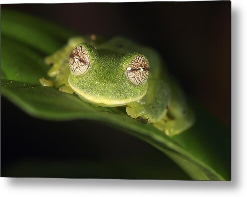 Mp Metal Print featuring the photograph Glass Frog Centrolene Tayrona, Sierra by Cyril Ruoso