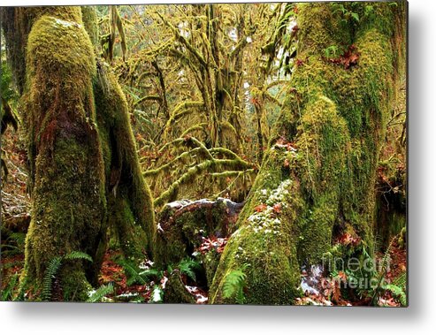 Hoh Rainforest Metal Print featuring the photograph Gnomes In The Rainforest by Adam Jewell