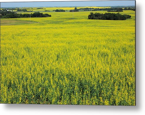 Prairies Metal Print featuring the photograph Golden Canola Field by Jim Sauchyn