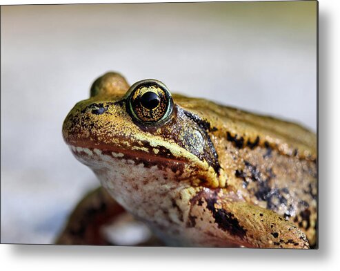 Gold Frog Metal Print featuring the photograph Golden Eye Frog Macro by Tracie Schiebel