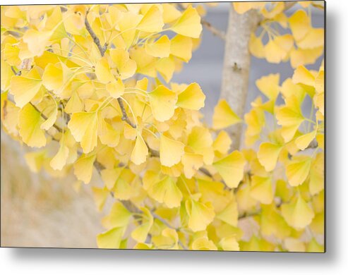Ginko Metal Print featuring the photograph Golden Ginko Tree by Margaret Pitcher