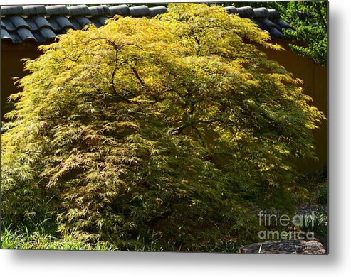 Golden Metal Print featuring the photograph Golden Japanese Maple by Maria Urso