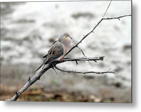 Morning Dove Metal Print featuring the photograph Good Morning Dove by Elizabeth Winter