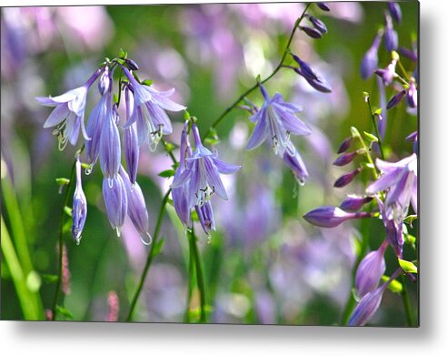 Hosta Blossoms Metal Print featuring the photograph Good Morning by Mary McAvoy