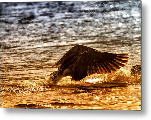 Duck Metal Print featuring the photograph Goose Attack by Linda Tiepelman
