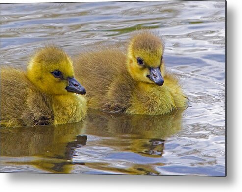 Gosling Metal Print featuring the photograph Goslings by David Freuthal