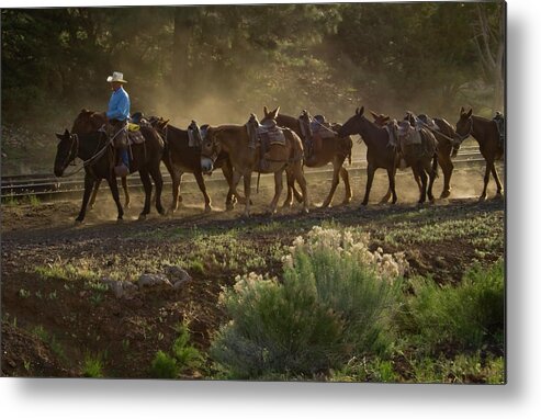 Mules Metal Print featuring the photograph Grand Canyon Mules by Tom Singleton