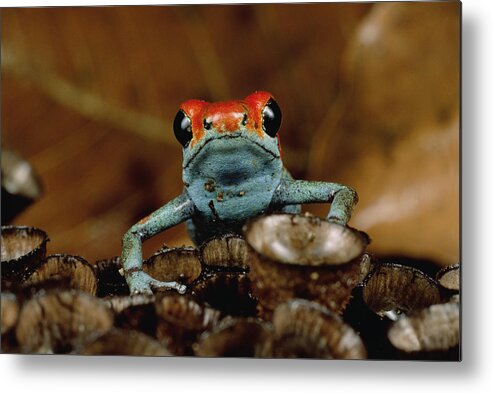 Mp Metal Print featuring the photograph Granular Poison Dart Frog Dendrobates by Mark Moffett