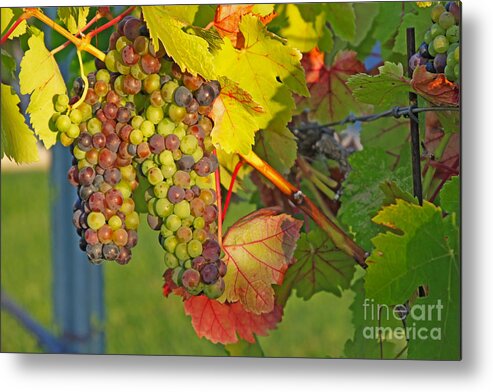 Wine Grapes Metal Print featuring the photograph Grapes in the Sun by Paul Topp