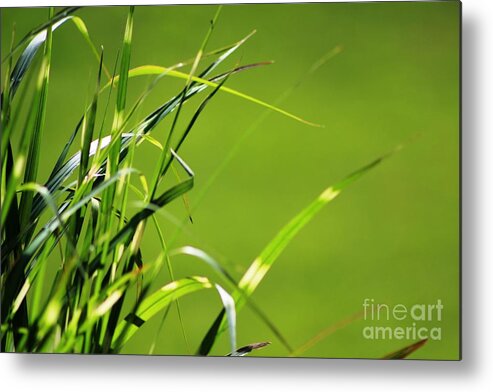 Grass Metal Print featuring the photograph Grass Is Always Greener by Margaret Hamilton