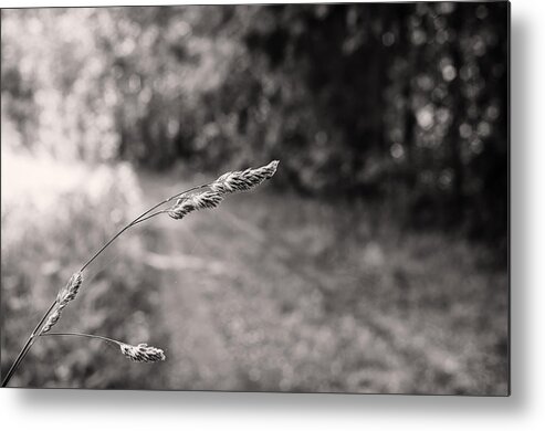 B&w Metal Print featuring the photograph Grass Over Dirt Road by Lori Coleman