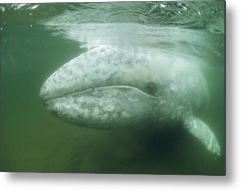 00080402 Metal Print featuring the photograph Gray Whale In The Shallows Vancouver by Flip Nicklin