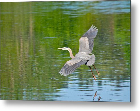 Great Blue Heron Metal Print featuring the photograph Great Blue Heron - Where To Now by Mary McAvoy