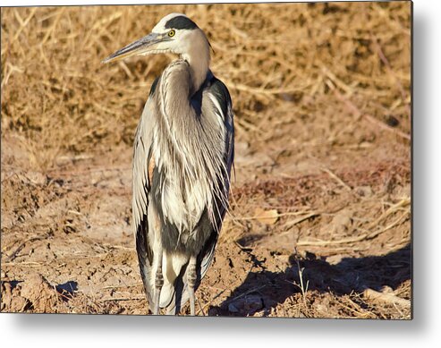 Bosque Del Apache Metal Print featuring the photograph Great Blue Heron 1 by Harry Strharsky