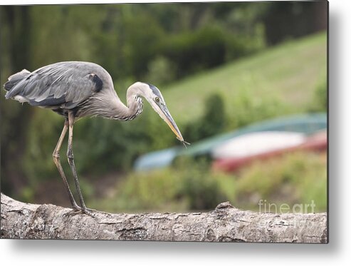 Great Blue Heron Metal Print featuring the photograph Great Blue Heron with Dragonfly in Mouth by Ilene Hoffman