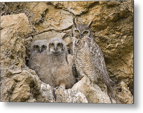 00439316 Metal Print featuring the photograph Great Horned Owl With Owlets In Nest by Sebastian Kennerknecht