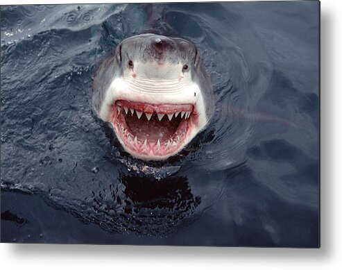 00700323 Metal Print featuring the photograph Great White Shark Smile Australia by Mike Parry