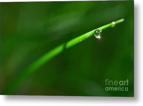 Green Metal Print featuring the photograph Green Drops by Sylvie Leandre