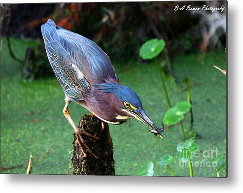 Green Heron Metal Print featuring the photograph Green Heron nabs a fish by Barbara Bowen