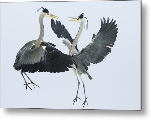 Mp Metal Print featuring the photograph Grey Heron Ardea Cinerea Pair Fighting by Konrad Wothe