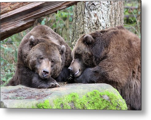 Northwest Trek Metal Print featuring the photograph Grizzley - 0002 by S and S Photo