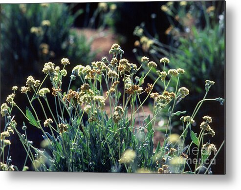 Guayule Metal Print featuring the photograph Guayule Plants by Science Source