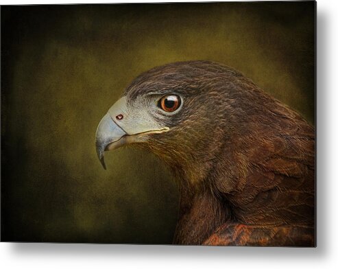 Harris Hawks Metal Print featuring the photograph Harris Hawk Profile by Pat Abbott