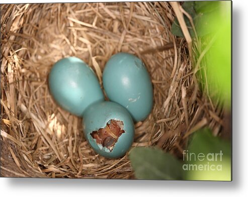 Robin Egg Metal Print featuring the photograph Hatching Robin Nestlings by Ted Kinsman