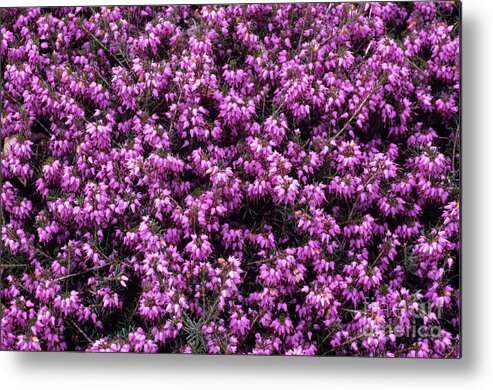 'thomas Kingscote' Metal Print featuring the photograph Heather 'thomas Kingscote' Flowers by Adrian Thomas