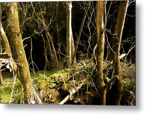  Metal Print featuring the photograph Henry Cowell February Morning by Larry Darnell