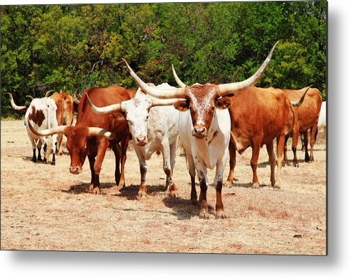 Longhorn Metal Print featuring the photograph Some Long Horns Ya Got There by Toni Hopper