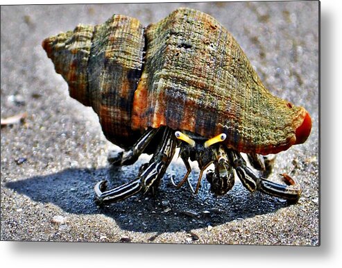 Crab Metal Print featuring the photograph Hermit Crab by John Collins