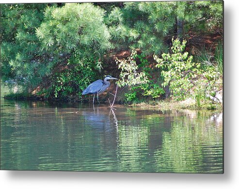Great Blue Heron Metal Print featuring the photograph Heron Under Pines by Mary McAvoy