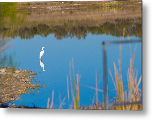 Fall Color Metal Print featuring the photograph Herron 1 by Sean Wray