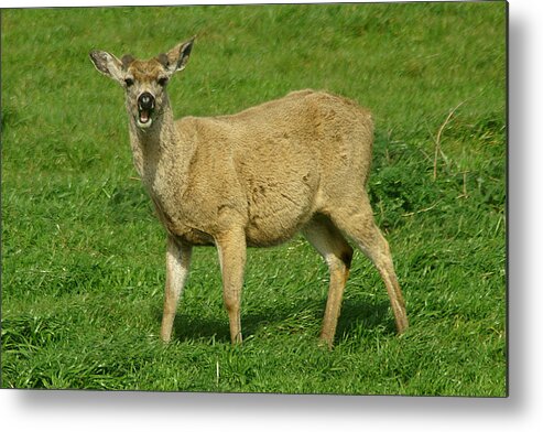 Deer Metal Print featuring the photograph Hey Pal by David Armentrout