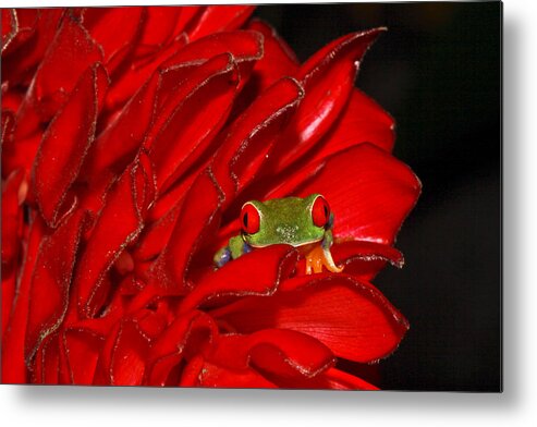 Frog Metal Print featuring the photograph Hiding by Tom and Pat Cory