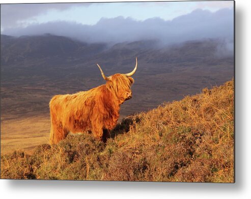 Highland Metal Print featuring the photograph Highland Cattle Landscape by Bruce J Robinson