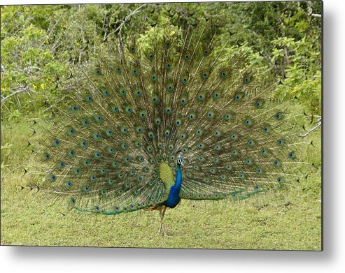 Peacock Metal Print featuring the photograph His Royal Majesty by Michele Burgess