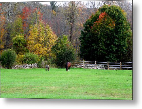 Fall Setting Metal Print featuring the photograph Horse Farm by Kim Galluzzo