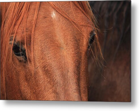 Horse Metal Print featuring the photograph Horse hide by Jim Sauchyn