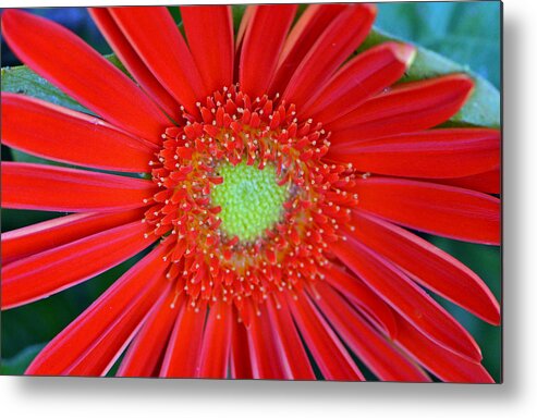 Red Flower Metal Print featuring the photograph Hot Mama... by Tanya Tanski